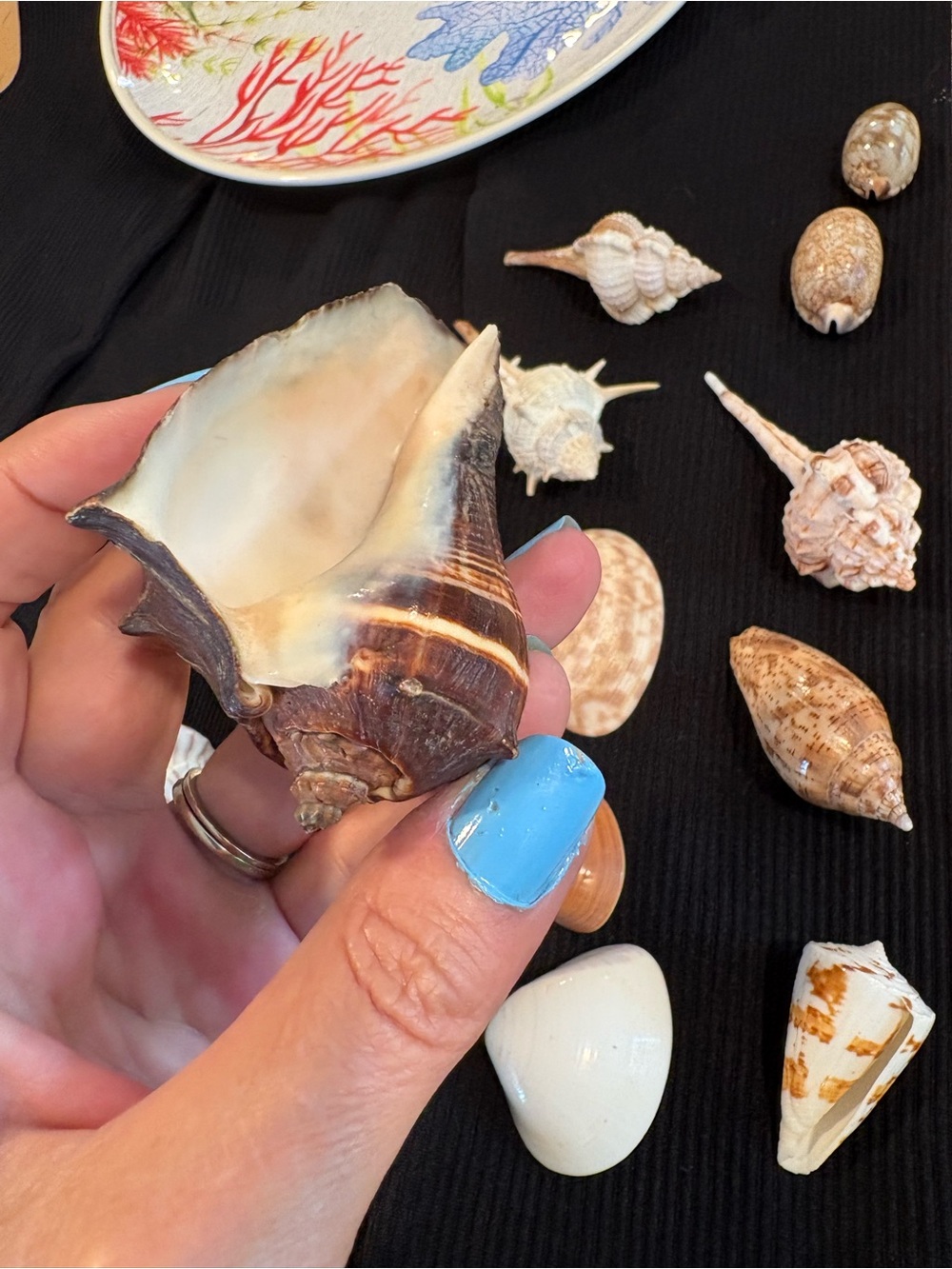 SEASHELLS ~ 🐚 Natural Seashell Collection Lot Set Real Shells! - Picture 5 of 16